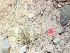 Ipomopsis tenuifolia