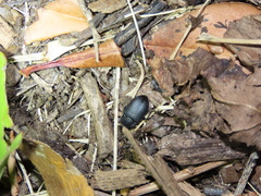 Asiopus minimus
