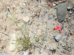 Ipomopsis tenuifolia