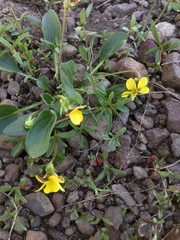 Viola praemorsa linguifolia