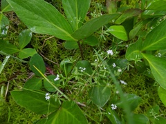 Galium labradoricum