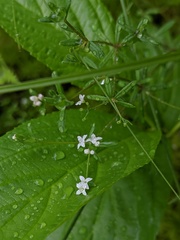 Galium labradoricum