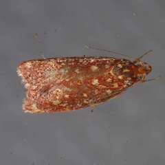 Syringoseca rhodoxantha