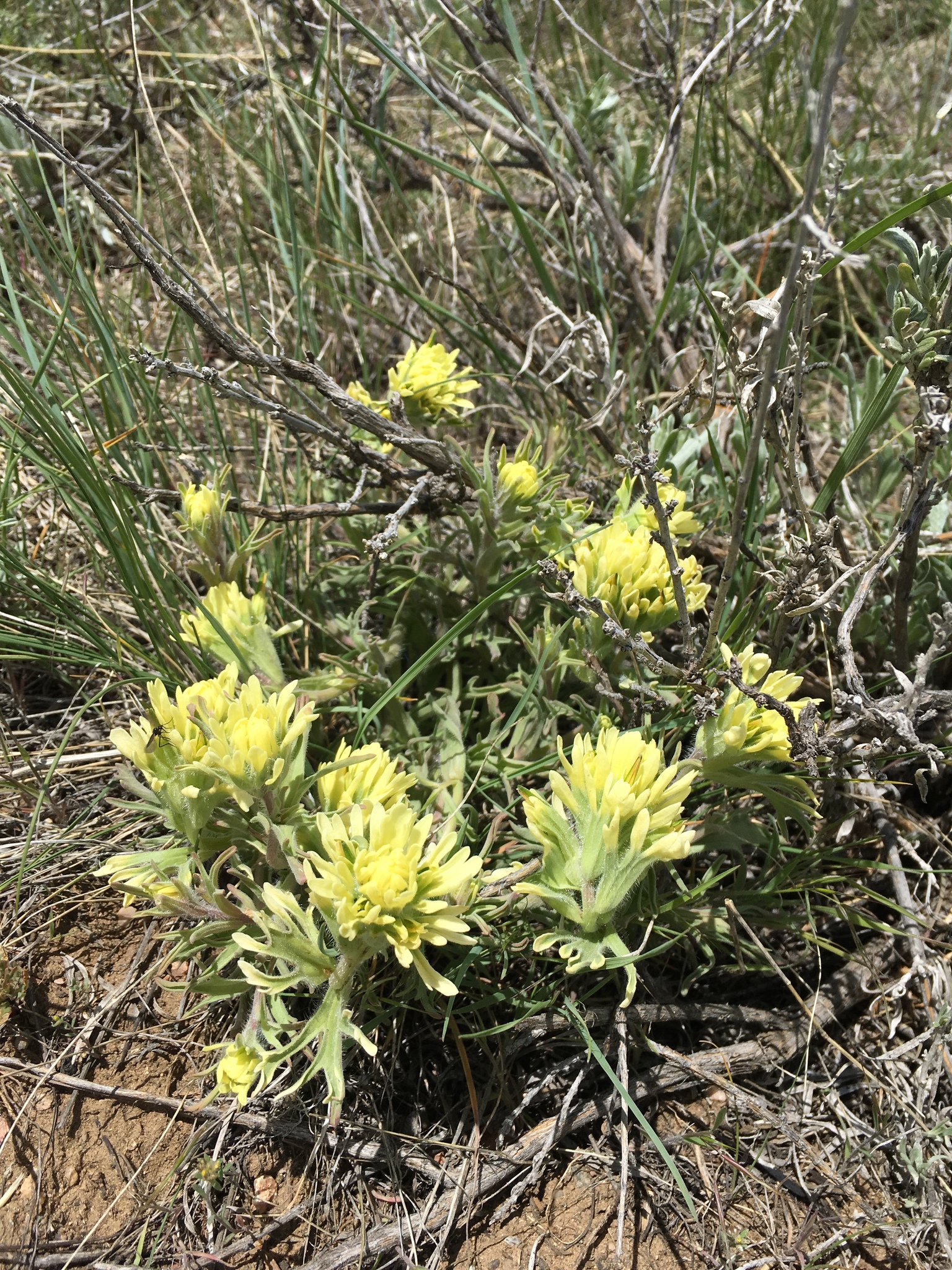Castilleja angustifolia var. dubia