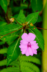 Impatiens platypetala