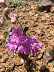 Penstemon secundiflorus