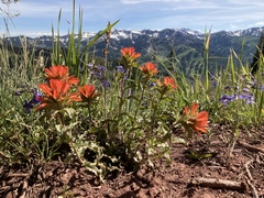 Castilleja applegatei viscida