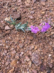 Penstemon secundiflorus