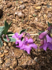 Penstemon secundiflorus