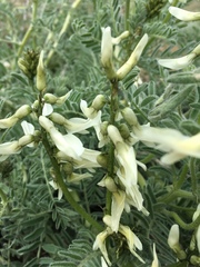 Astragalus drummondii