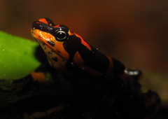 Atelopus varius