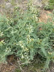 Astragalus drummondii