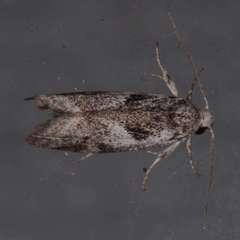 Lichenaula choriodes