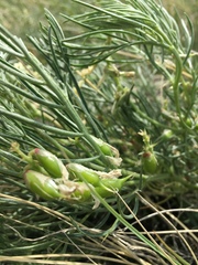 Astragalus pectinatus