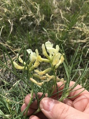Astragalus pectinatus