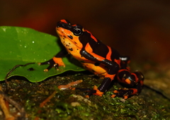 Atelopus varius