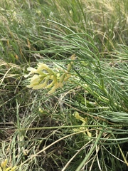 Astragalus pectinatus