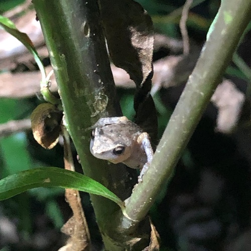 Red Peeping Frog