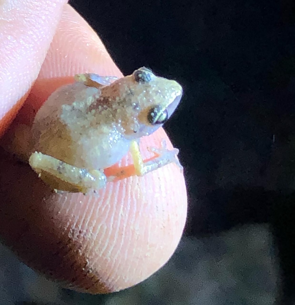Red Peeping Frog