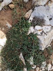 Limonium cancellatum