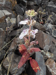 Collinsia tinctoria