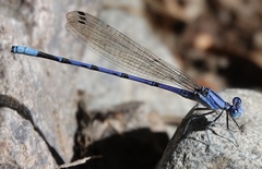 Argia munda