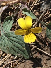 Viola purpurea