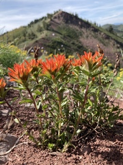 Castilleja applegatei viscida
