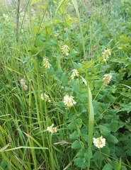 Vicia pisiformis