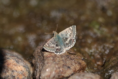 Muschampia proto
