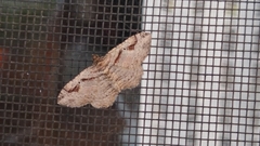 Costaconvexa