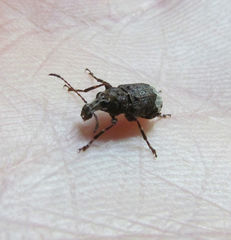 Eurymycter
