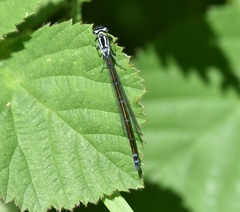 Coenagrion puella