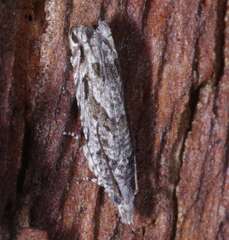 Holocola thalassinana