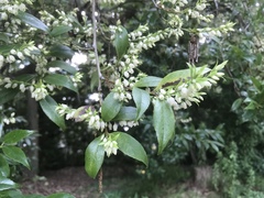 Vaccinium bracteatum