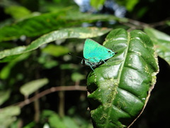 Chalybs janias