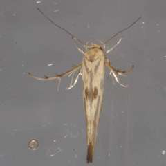 Stathmopoda hyposcia