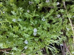 Nemophila pedunculata