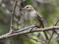 Nesotriccus incomtus