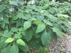 Clerodendrum trichotomum