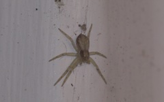 Araneae
