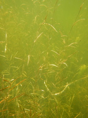 Potamogeton strictifolius
