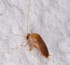 Plectoptera poeyi