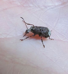 Eurymycter