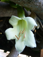 Tecomanthe speciosa