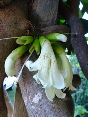 Tecomanthe speciosa