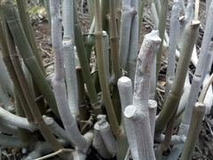 Ceropegia dichotoma