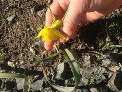 Calochortus amabilis