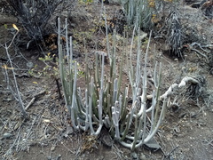 Ceropegia dichotoma
