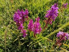 Dactylorhiza elata